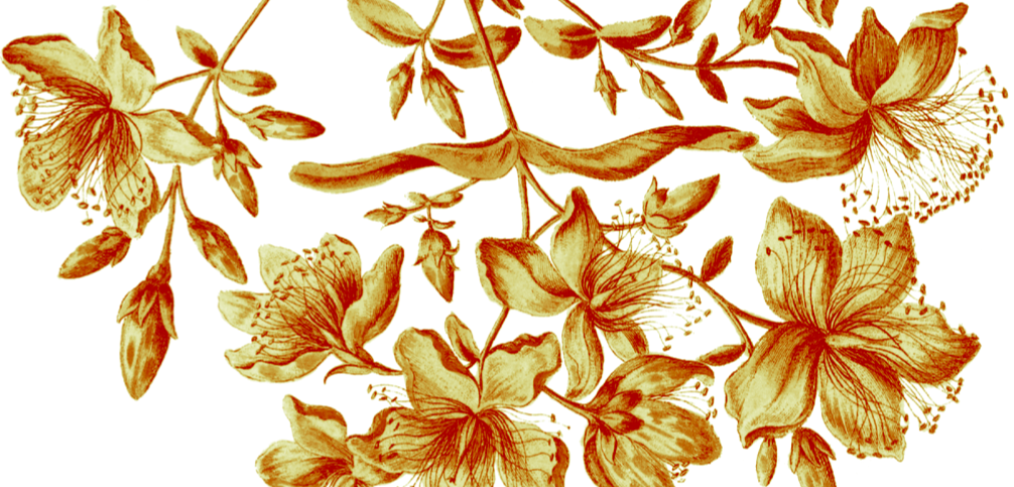 Hypericum perforatum erba di san giovanni