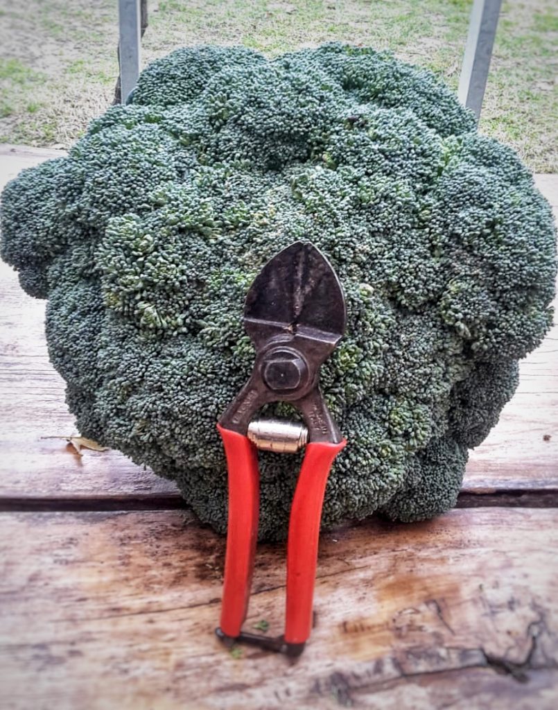 broccolo